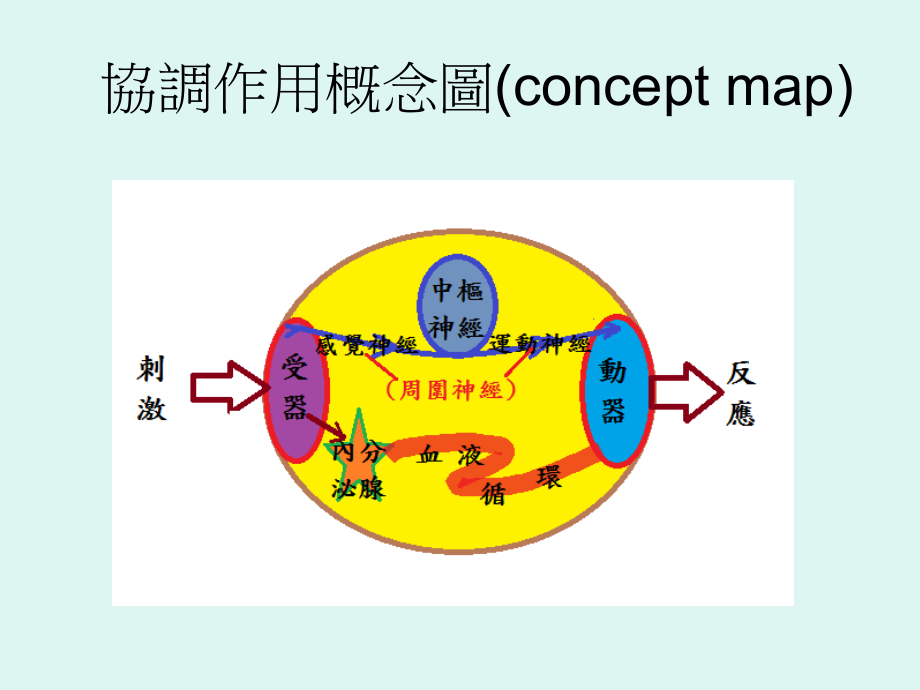动物的协调作用.ppt_第2页