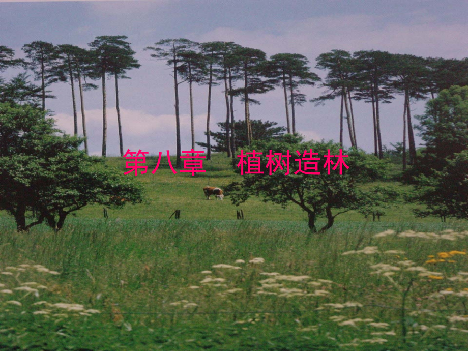 第八章--植树造林.ppt_第1页
