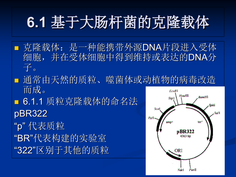 第6章-大肠杆菌的.ppt_第2页