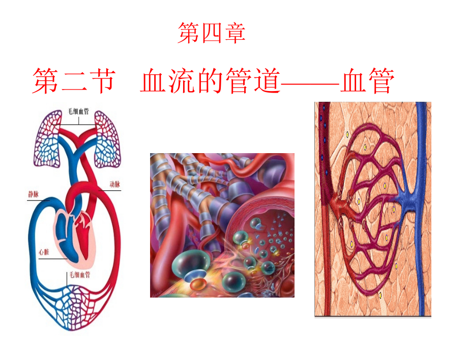 4-4-2血流的管道——血管.ppt_第1页