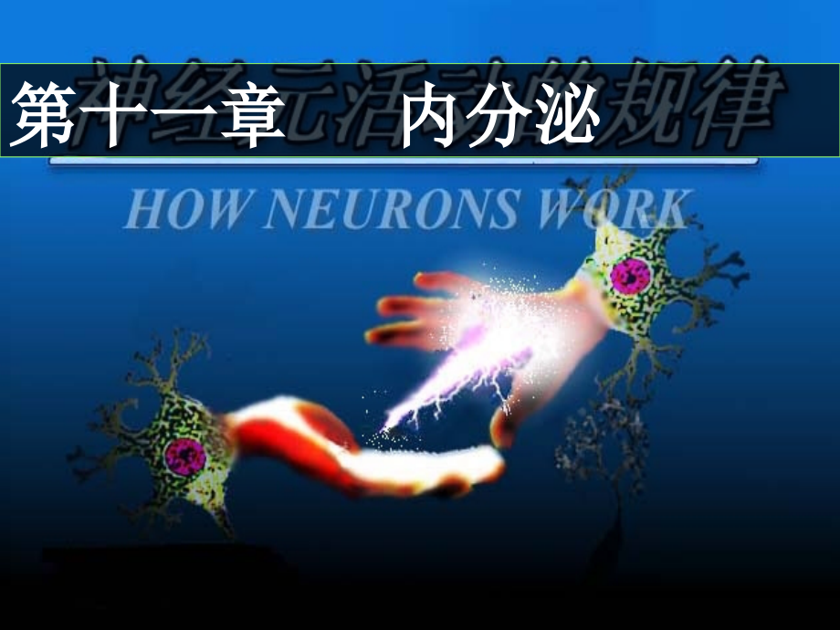 10影本内分泌.ppt_第1页