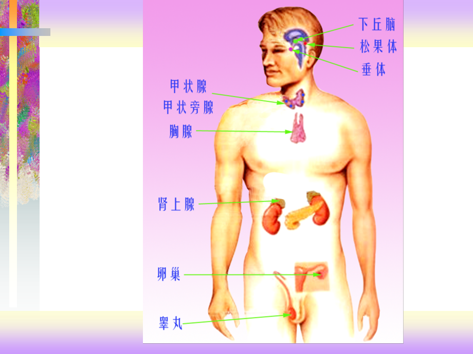 10影本内分泌.ppt_第2页