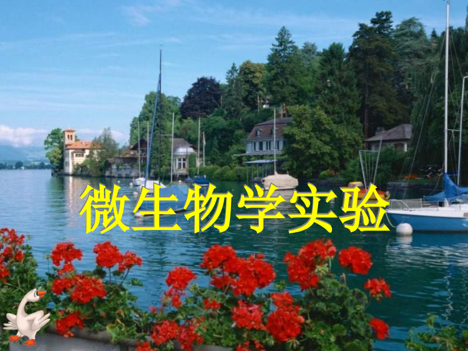 实验四-----微生物显微观察样品的制备与观察.ppt_第1页