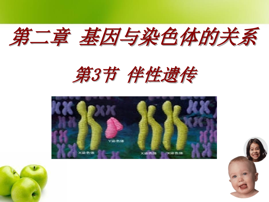 2.3-伴性遗传.ppt_第1页