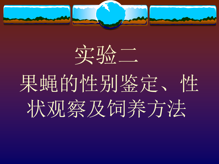 果蝇的性别鉴定性状观察及饲养方法.ppt_第1页
