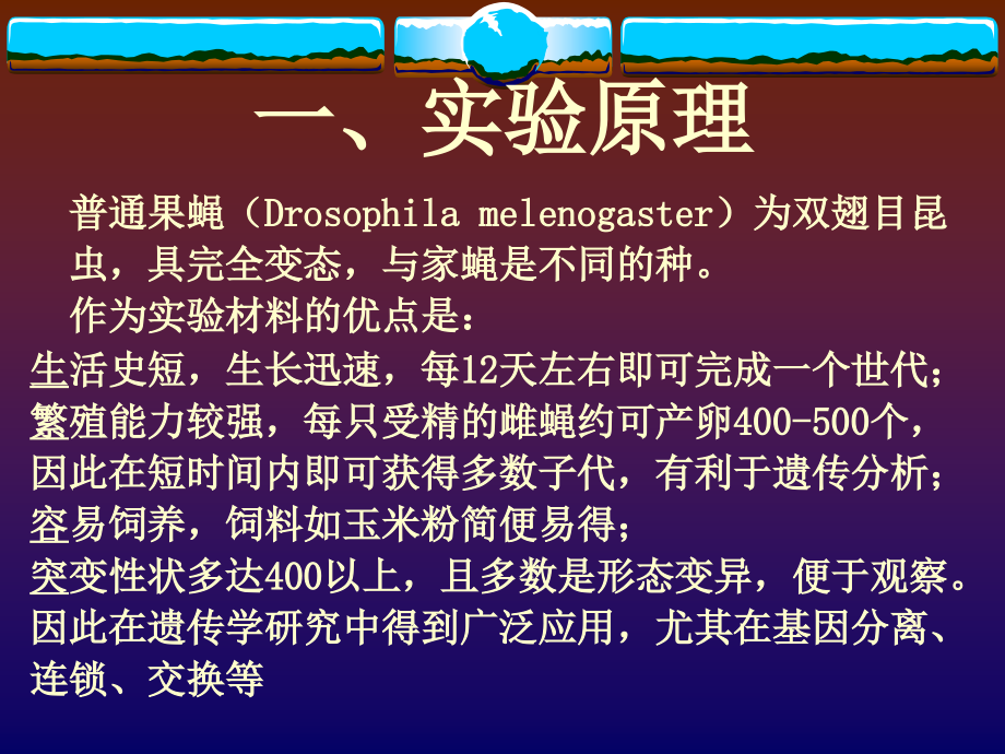 果蝇的性别鉴定性状观察及饲养方法.ppt_第2页