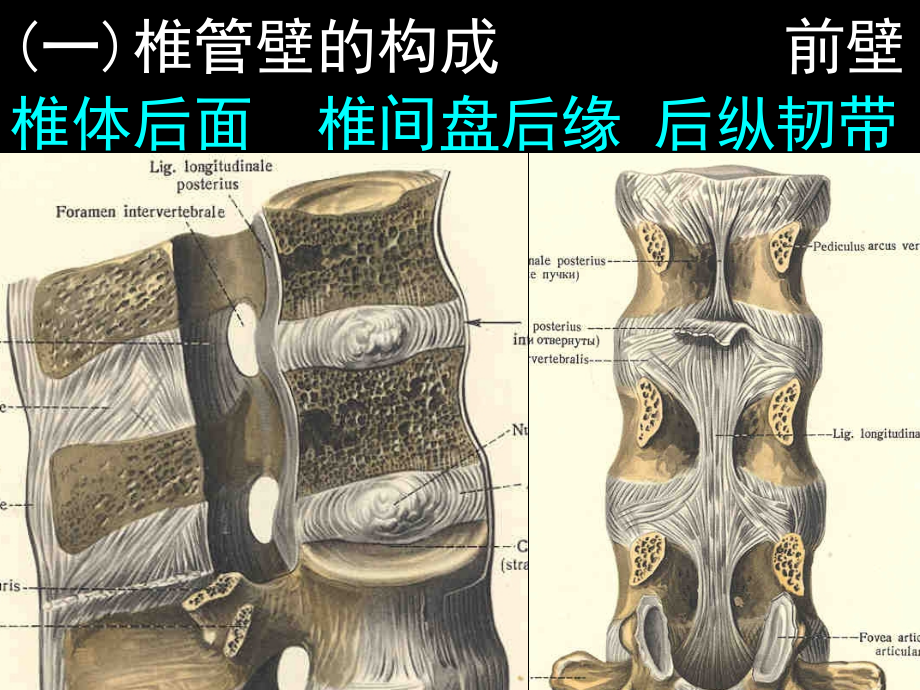 椎管内结构.ppt_第2页