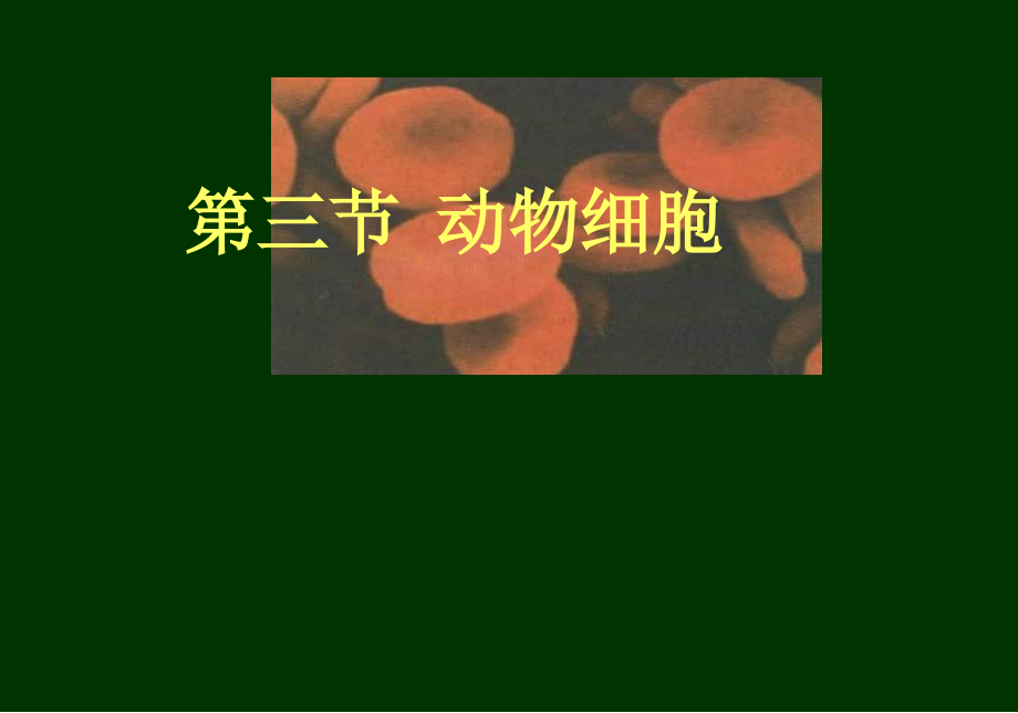 人教新课标版七年级生物上册第二单元第一章第三节动物细胞.ppt_第1页