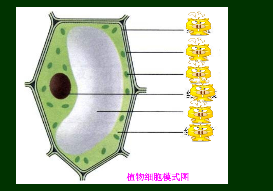 人教新课标版七年级生物上册第二单元第一章第三节动物细胞.ppt_第2页