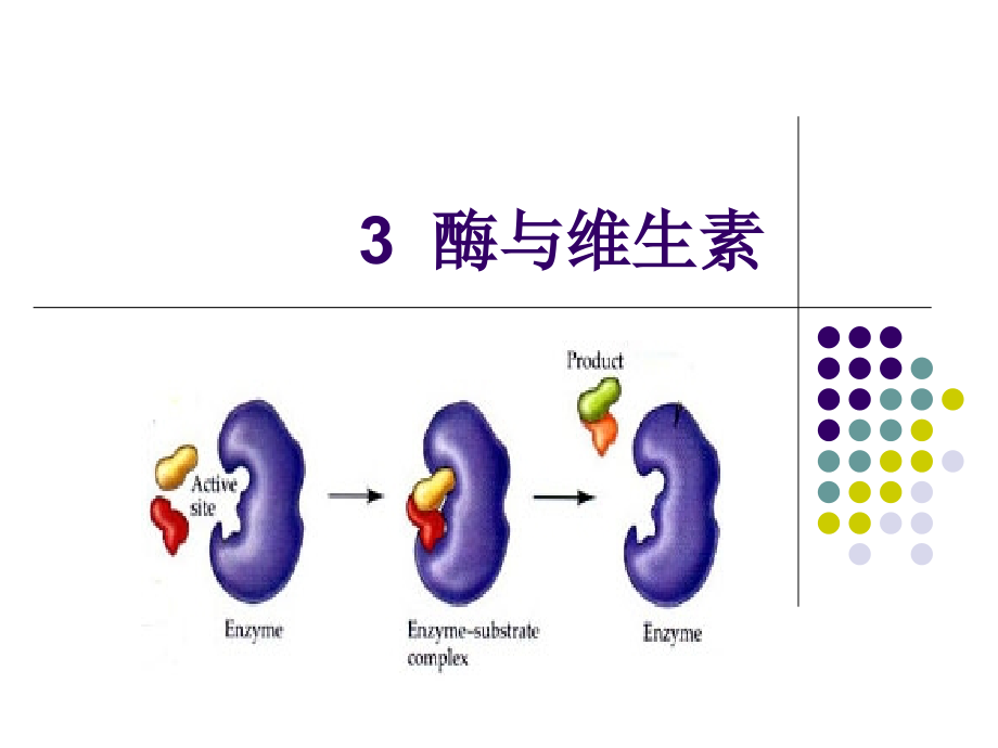 食品生物化学-3酶与维生素.ppt_第1页