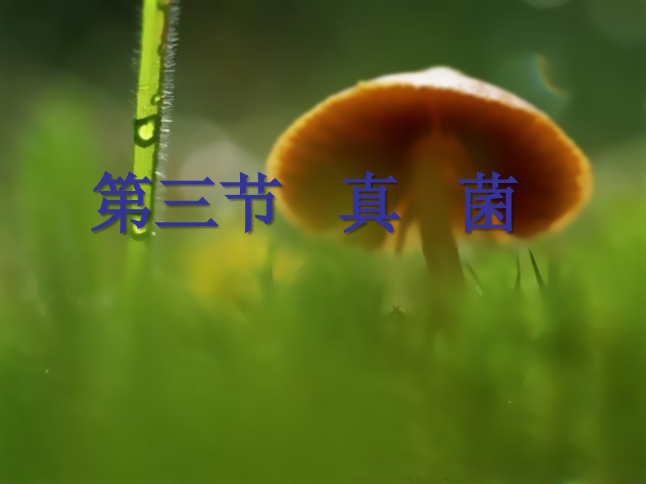 八年级《真菌》.ppt_第1页