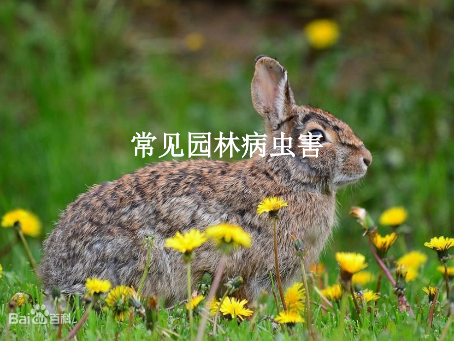 宁夏银北地区常见园林病虫害.ppt_第1页