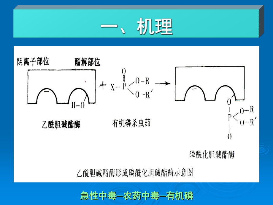 农药中毒-有机磷.ppt_第1页