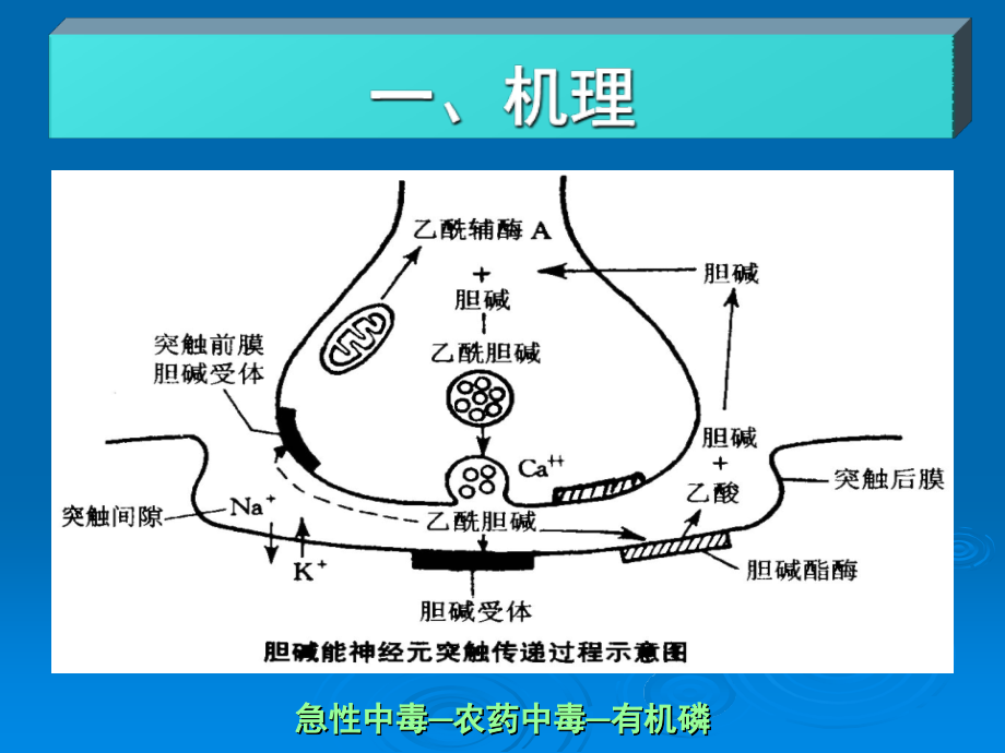 农药中毒-有机磷.ppt_第2页