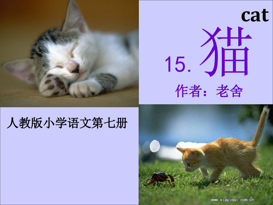 四上语文课件：猫ppt.ppt_第1页