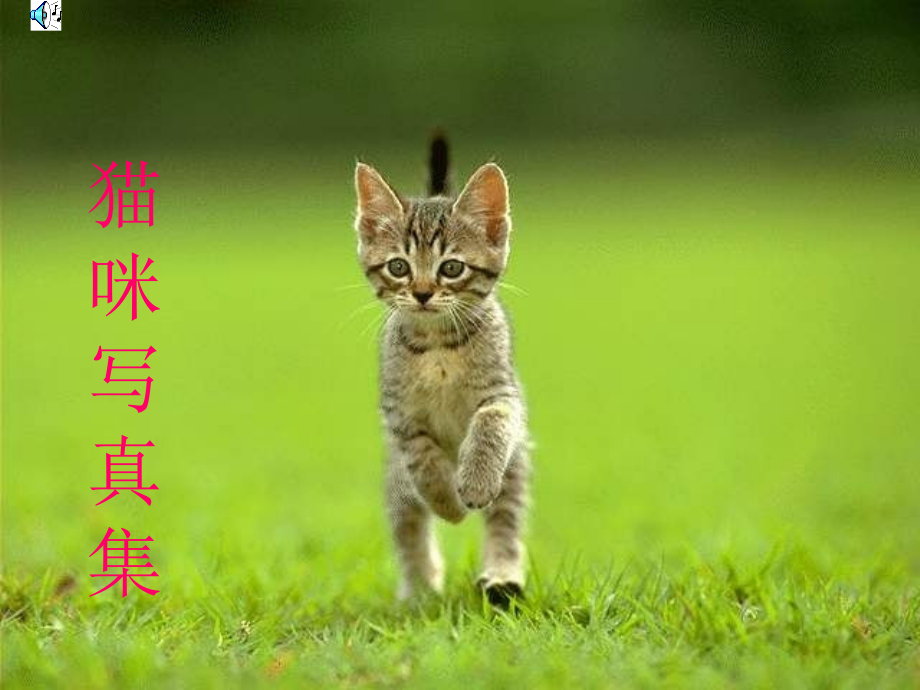 四上语文课件：猫ppt.ppt_第2页