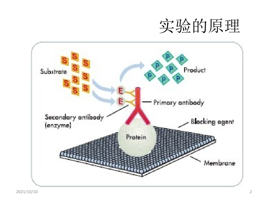 western-blot总结前人的经验.ppt_第2页