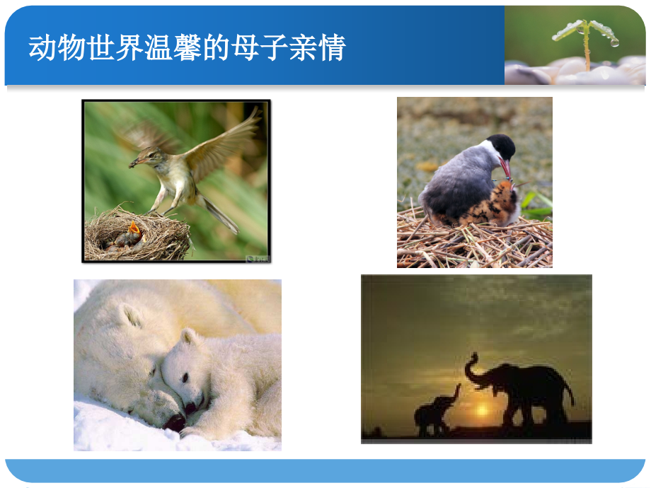 依恋的发展.ppt_第2页