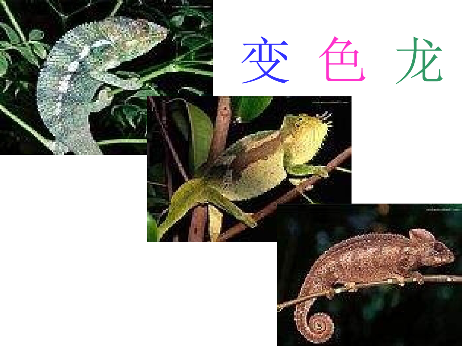 第四单元第十九课《变色龙》.ppt_第1页