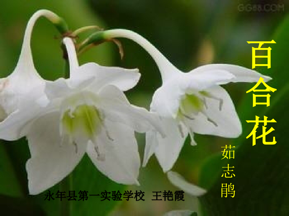 《百合花》课件.pptx_第1页
