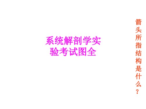 医学系统解剖学实验考试图全.ppt