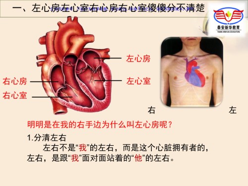 血液循环专题专题宣讲.ppt