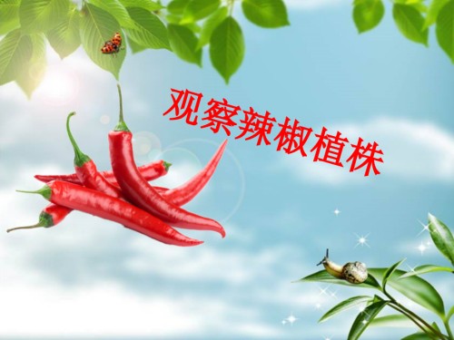 观察辣椒植株植物的叶.ppt