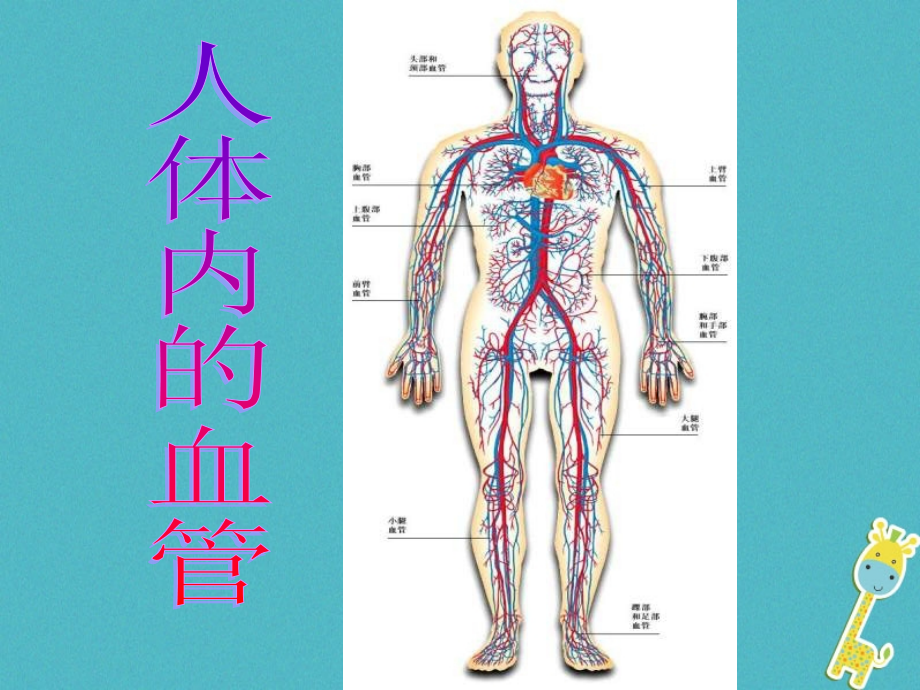 安徽省合肥市长丰县七年级生物下册-4.4.2《血流的管道—血管》讲义4-(新版).ppt_第2页