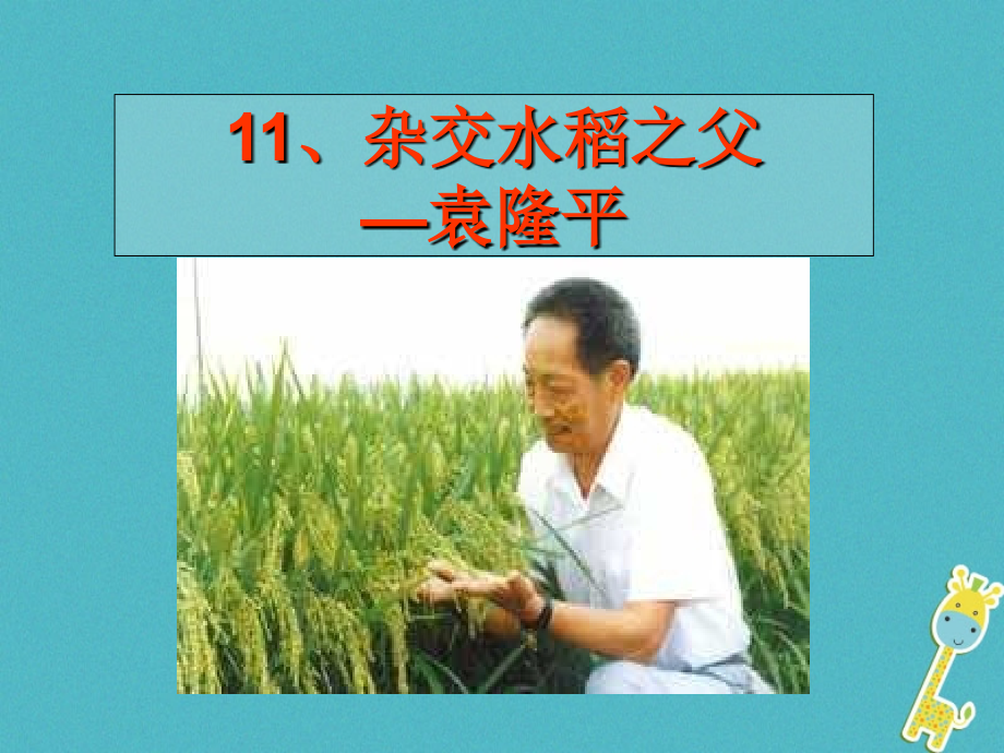 八年级语文上册11杂交水稻之父——袁隆平讲义语文.ppt_第1页