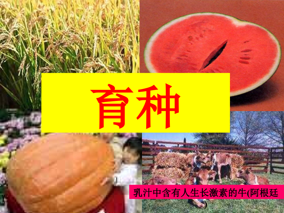人教版文档-育种.ppt_第1页