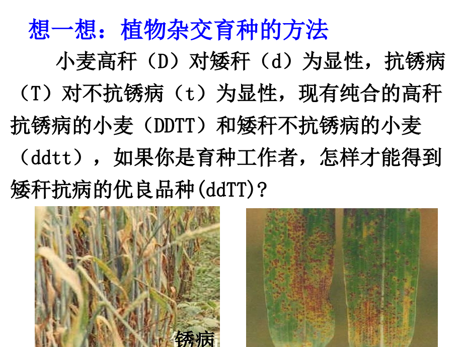 人教版文档-育种.ppt_第2页