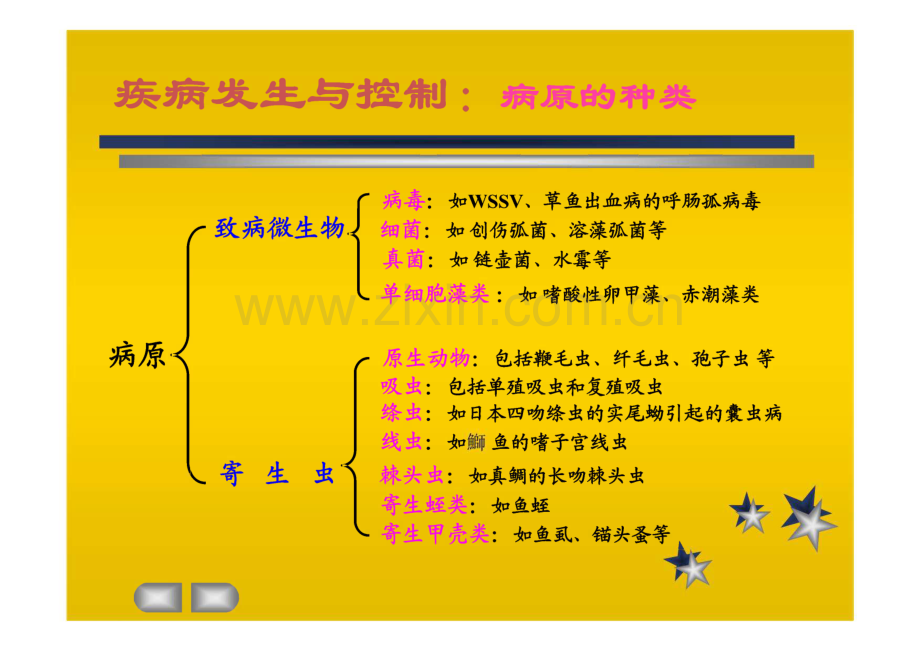 水产动物疾病发生与控制.pdf_第2页